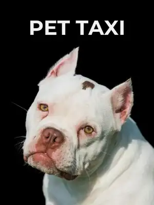 Pet Taxi