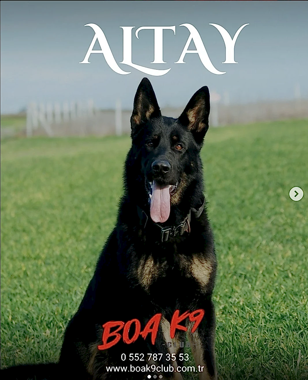 Altay